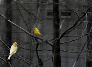 Core Values Counseling Blog Post: birds on tree branch