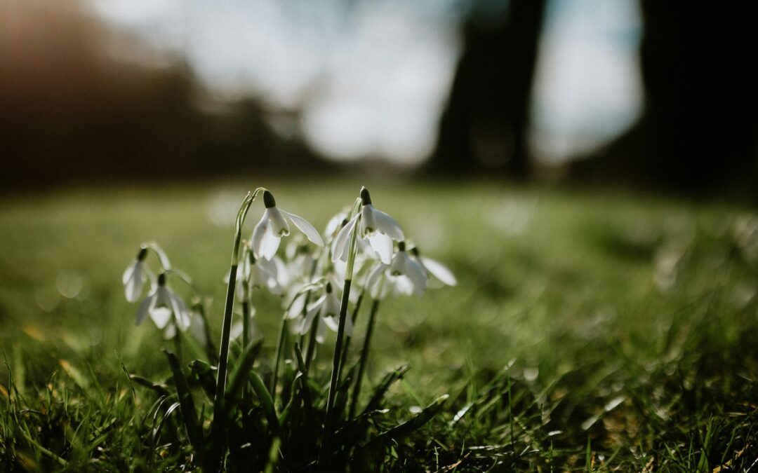 flowers in a field, core values counseling portland blog post image