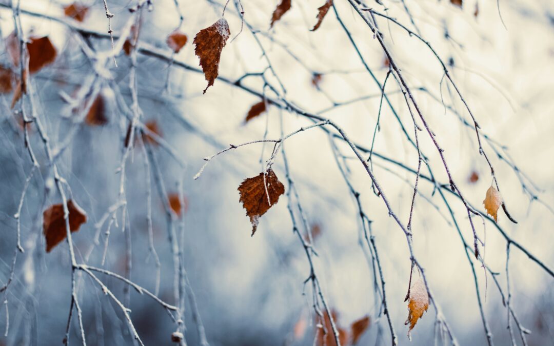 Image of frozen leaves on a tree in winter